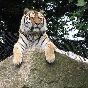 Siberian Tiger