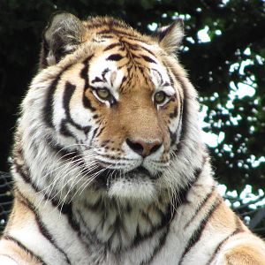 Siberian Tiger