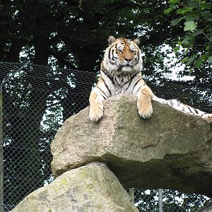 Siberian Tiger
