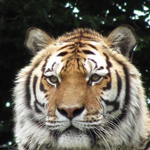 Siberian Tiger