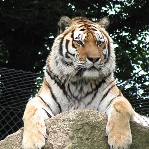 Siberian Tiger