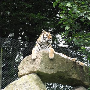 Siberian Tiger