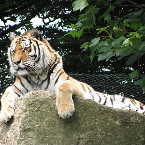 Siberian Tiger