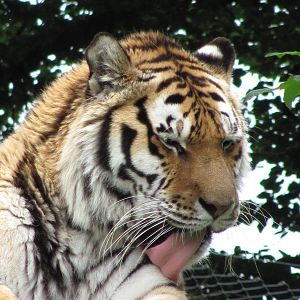 Siberian Tiger