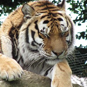 Siberian Tiger