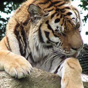 Siberian Tiger
