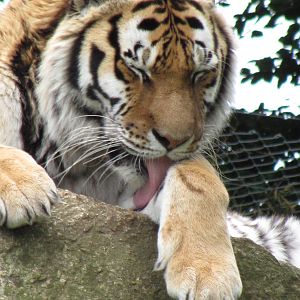 Siberian Tiger
