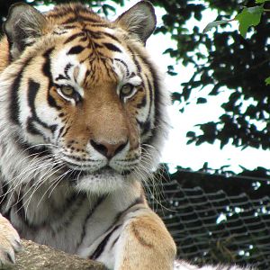 Siberian Tiger