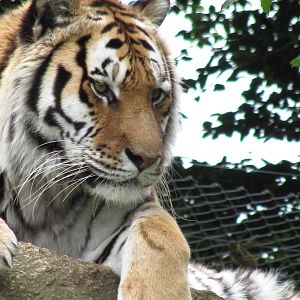 Siberian Tiger