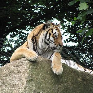 Siberian Tiger