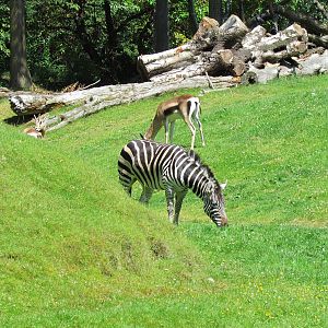 African Savanna - Plains Zebra and Grant's Gazelle