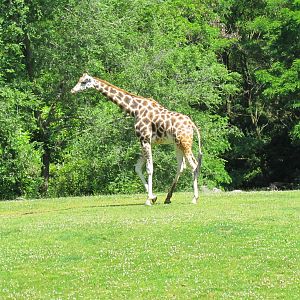 African Savanna - Giraffe