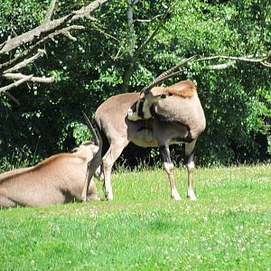 African Savanna - Fringe-eared Oryx
