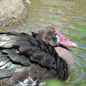 African Savanna - Black Spur-winged Goose