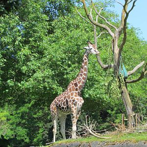 African Savanna - Giraffe