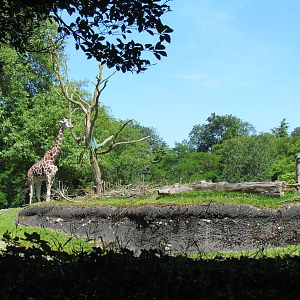 African Savanna - Giraffe