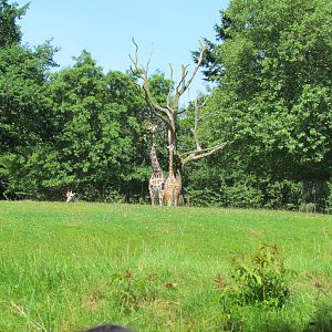 African Savanna - Giraffe