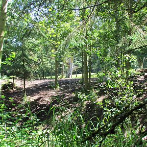 Northern Trail - Gray Wolf Exhibit