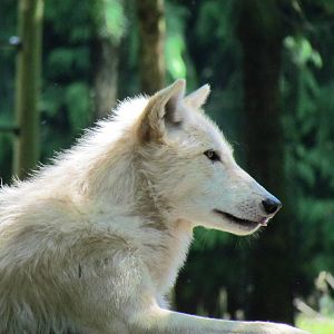 Northern Trail - Gray Wolf