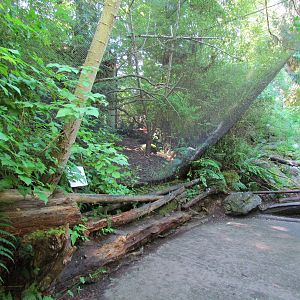 Northern Trail - Barred Owl Aviary