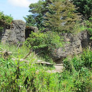 Northern Trail - Brown Bear Exhibit