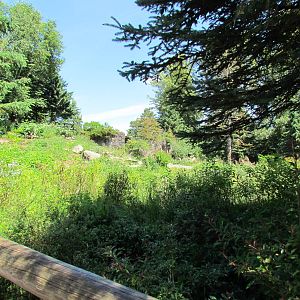 Northern Trail - Brown Bear Exhibit