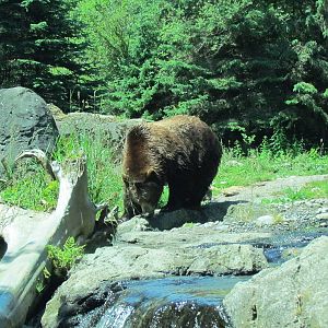 Northern Trail - Brown Bear