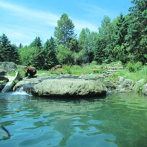 Northern Trail - Brown Bear Exhibit