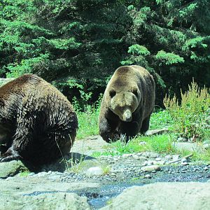 Northern Trail - Brown Bears