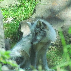 Northern Trail - Arctic Fox