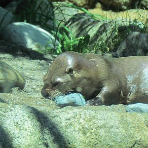 Northern Trail - River Otter