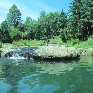 Northern Trail - Brown Bear Exhibit
