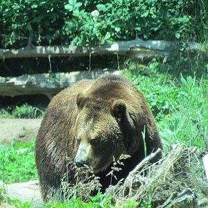 Northern Trail - Brown Bear
