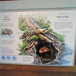 Northern Trail - River Otter Den