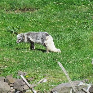 Northern Trail - Arctic Fox