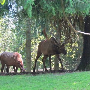 Northern Trail - Roosevelt Elk