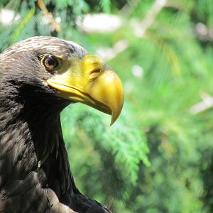 Northern Trail - Steller's Sea Eagle