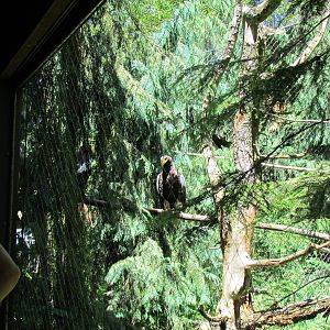 Northern Trail - Steller's Sea Eagle