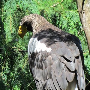 Northern Trail - Steller's Sea Eagle