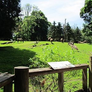 Northern Trail - Roosevelt Elk