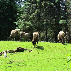 Northern Trail - Roosevelt Elk