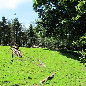 Northern Trail - Roosevelt Elk