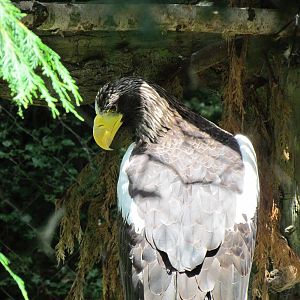 Northern Trail - Steller's Sea Eagle