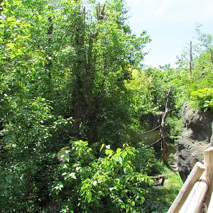 Trail of Vines - Orangutan Exhibit