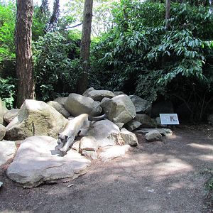 Snow Leopard Exhibit
