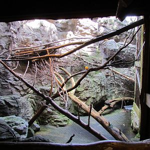 Willawong Station - Kea Exhibit
