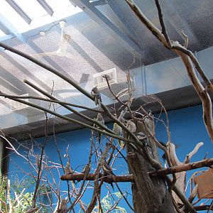 Willawong Station - Cockatiels, Budgerigars, Eastern Rosellas