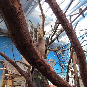 Willawong Station - Cockatiels, Budgerigars, Eastern Rosellas