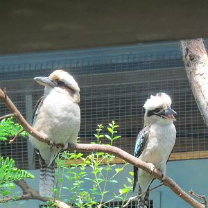 Australasia - Laughing Kookaburra