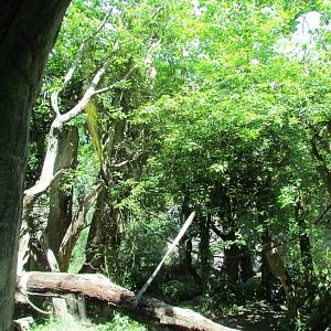Trail of Vines - Orangutan Exhibit